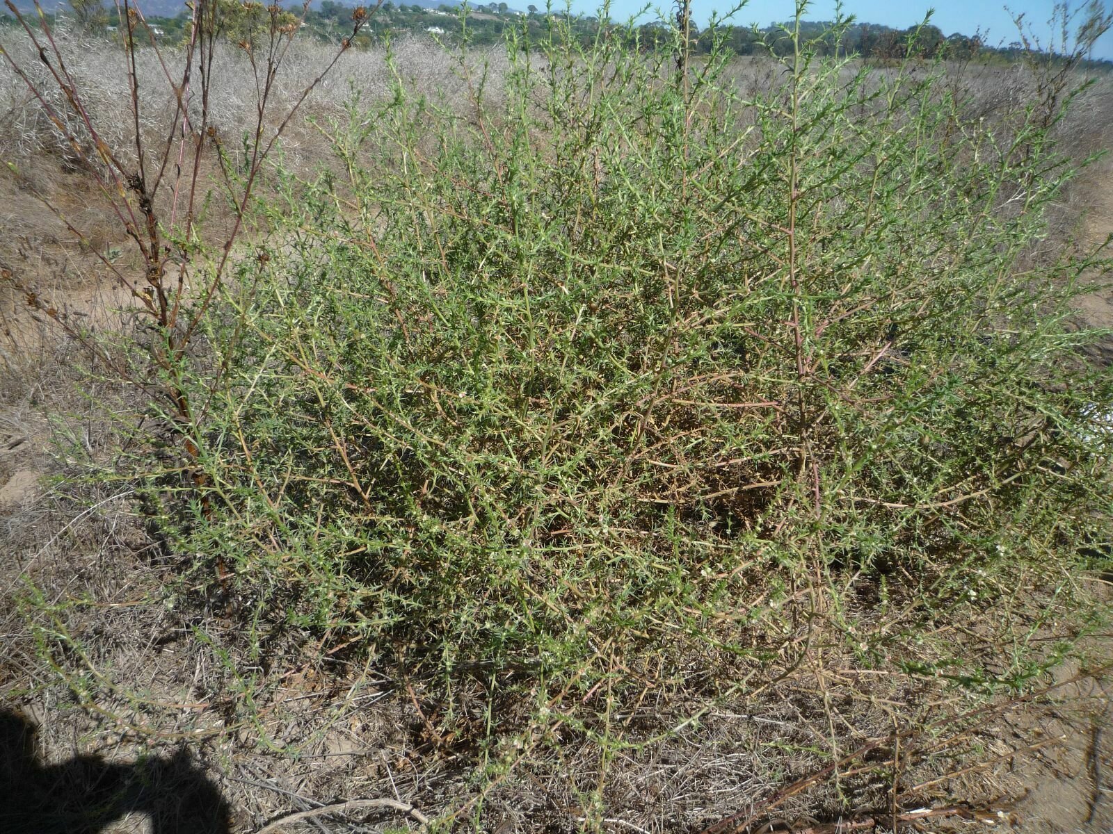High Resolution Salsola tragus Plant